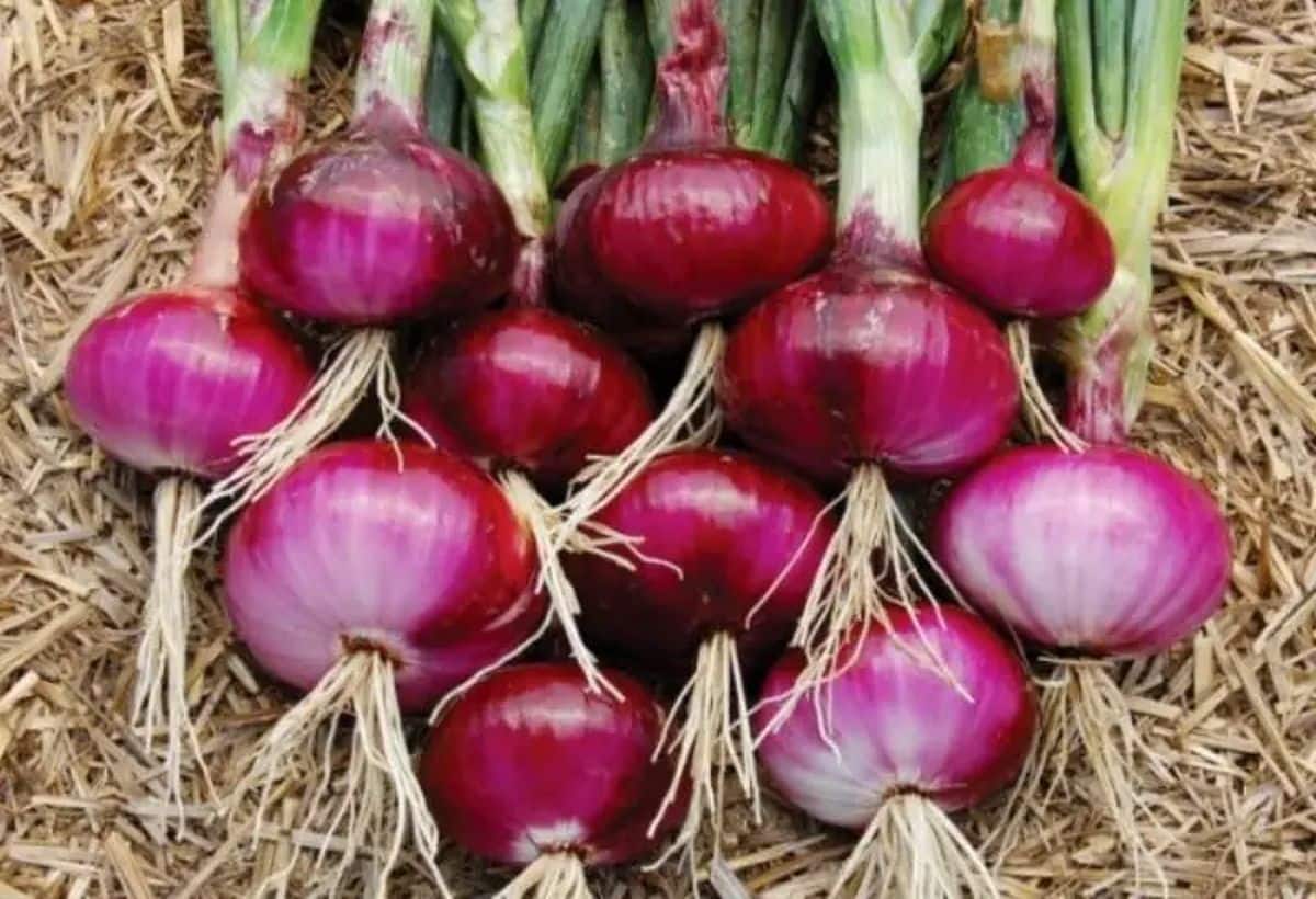 PM Fasal Bima Yojana: 1 रुपये में कराया बीमा, 60000 रुपये मिला मुआवजा, किसानों के लिए संजीवनी है यह योजना
