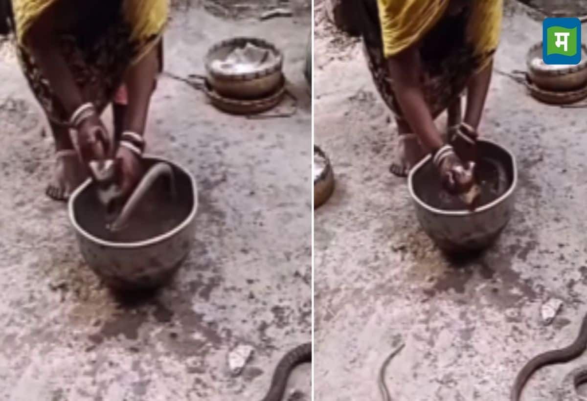 Viral Video: महिला ने कोबरा सांपों को कपड़े की तरह धोया, फिर धूप में सुखाया, देखें वीडियो