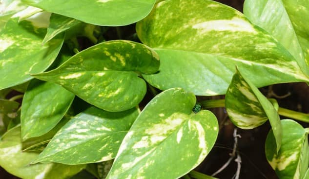 Agriculture tips: बार-बार मुरझा रहा है Money Plant? ये असरदार टिप्स बनाएंगे इसे हरा-भरा