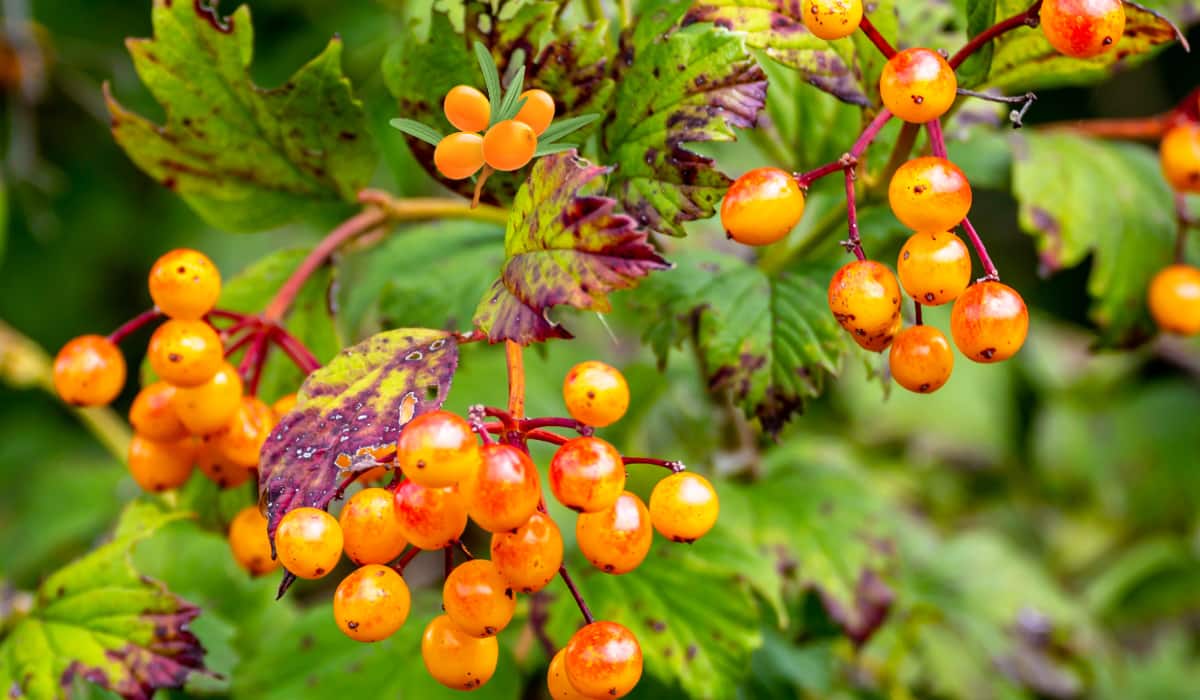 Sea Buckthorn: इस पहाड़ी फल से चेहरे में आएगी चमक, छिपा है सेहत का राज, जानिए कैसे करें सेवन