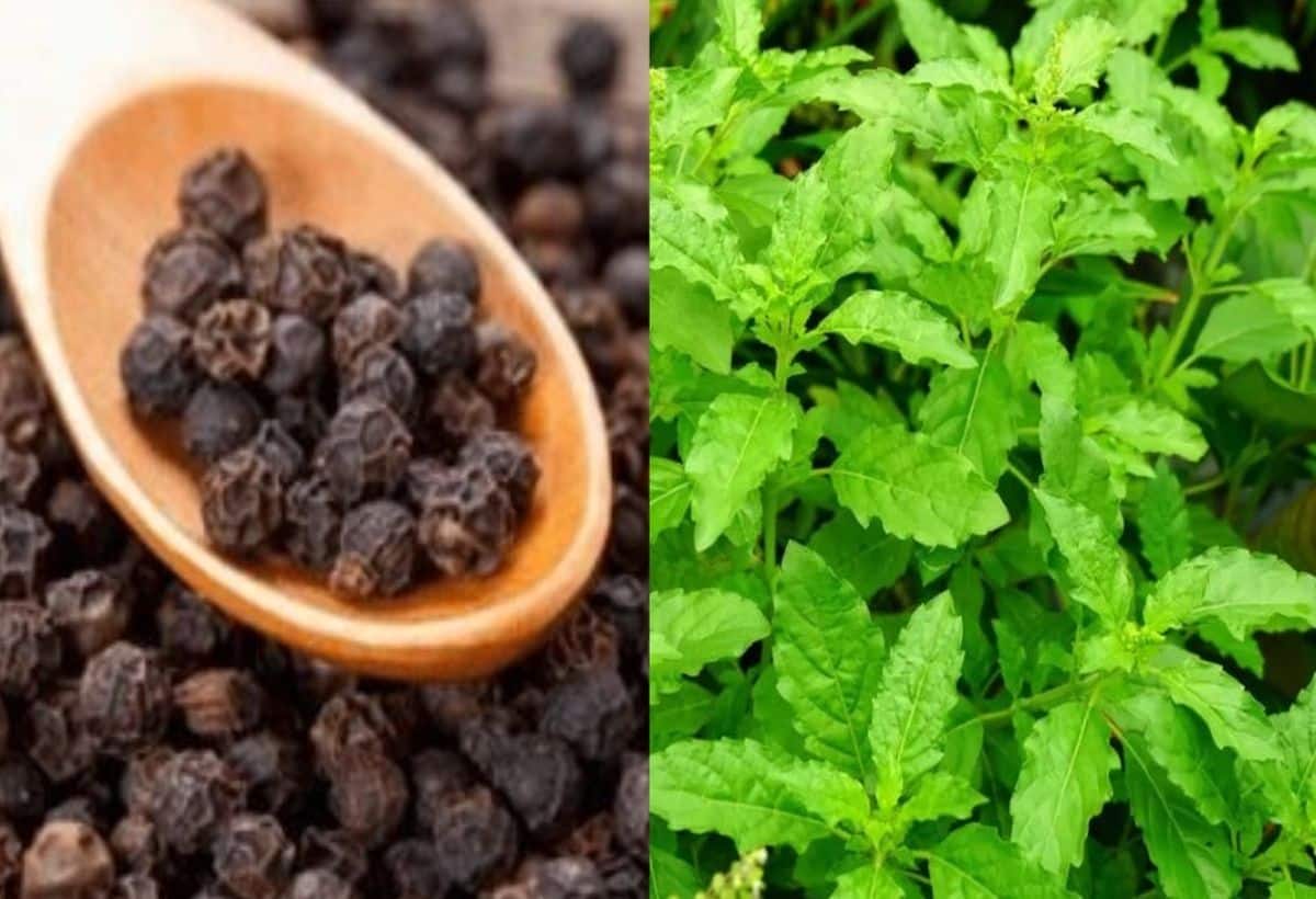 Cancer: महाकुंभ से ले आएं गंगाजल, इन काले दानों और पत्तों की पीसकर पिएं, कैंसर शरीर छोड़कर भागेगा दूर Cancer: महाकुंभ से ले आएं गंगाजल, इन काले दानों और पत्तों की पीसकर पिएं, कैंसर शरीर छोड़कर भागेगा दूर