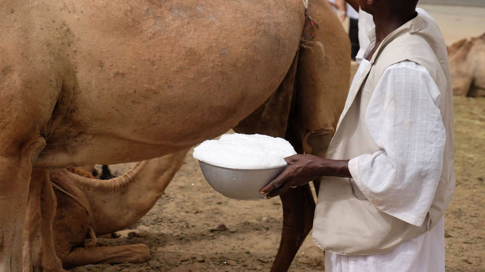 Camel Milk for Diabetes: डायबिटीज के लिए ऊंटनी क दूध अमृत से कम नहीं, टीबी और अस्थमा जैसी बीमारियां भी रहेंगी दूर