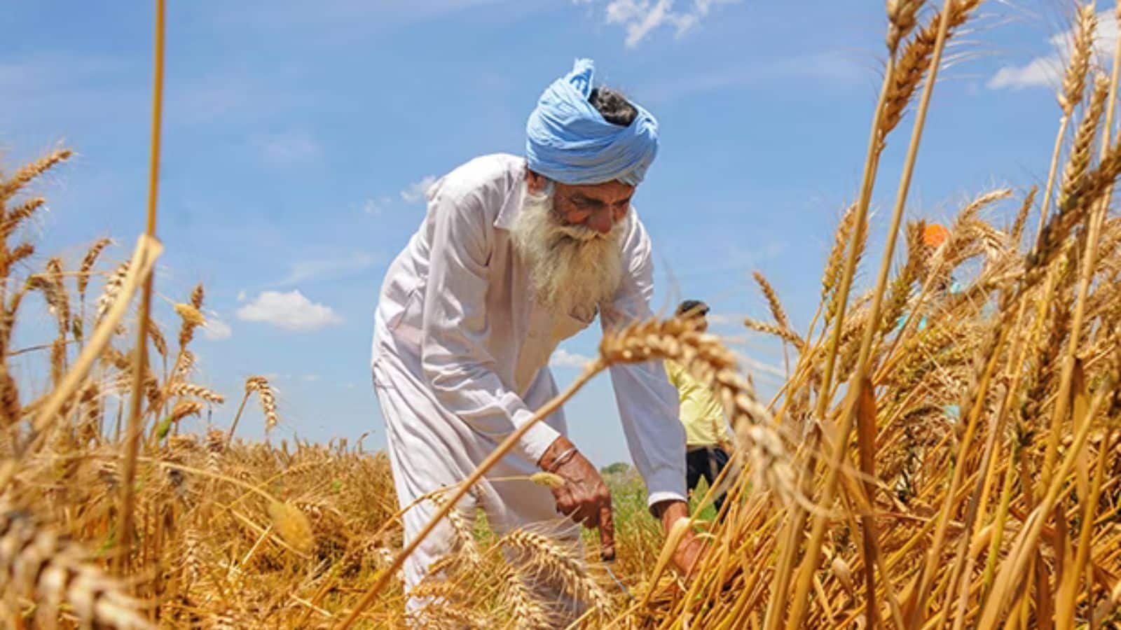 Farming Tips: खेती में अपनाएं नई तकनीक! गेहूं की कटाई के बाद भी होगी तगड़ी कमाई