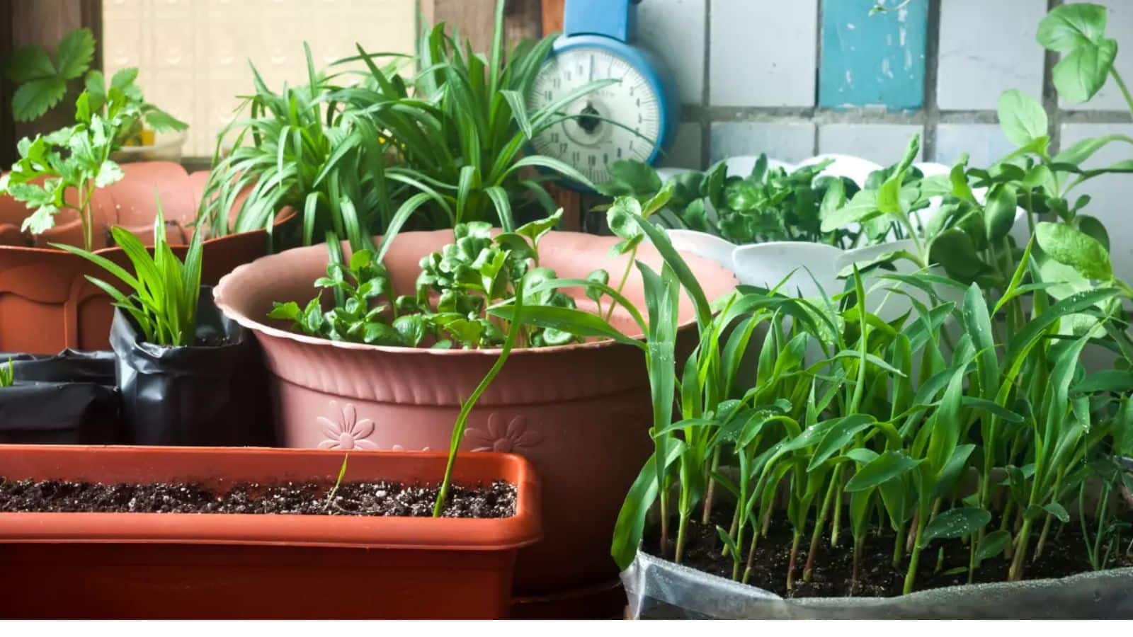 Kitchen Garden Tips: तपती गर्मी में भी हरे-भरे रहेंगे आपके पौधे, बस जड़ों में डालें ये खास लिक्विड