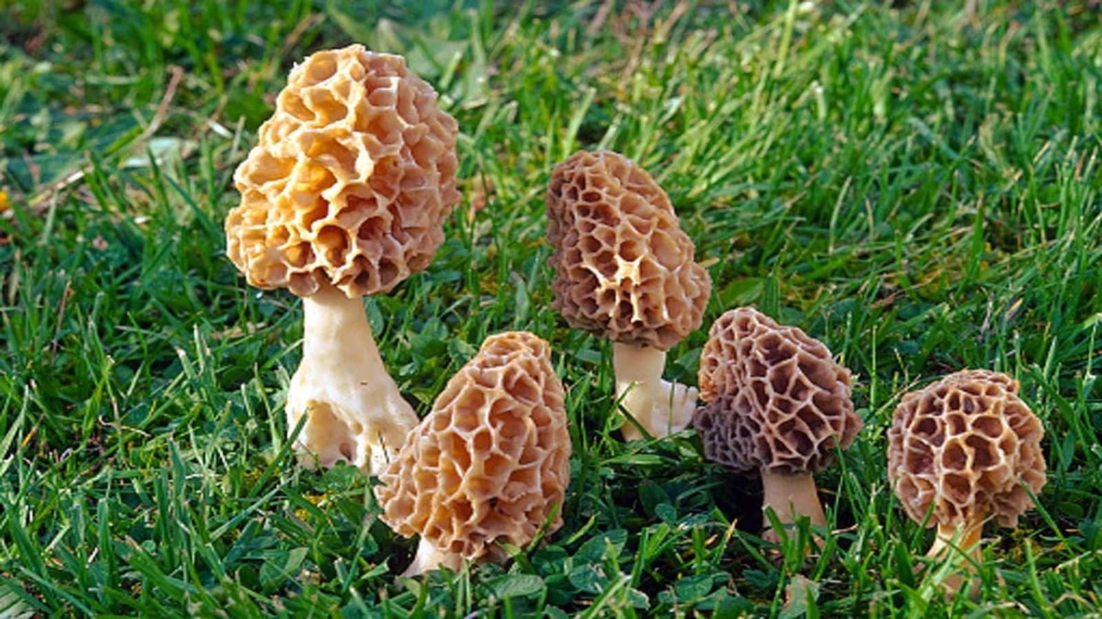 Gucchi Mushroom: IITian इंजीनियर पति-पत्नी ने उगाई दुनिया की सबसे महंगी मशरूम, कीमत सुनकर उड़ जाएंगे होश, देश-विदेश में भारी मांग