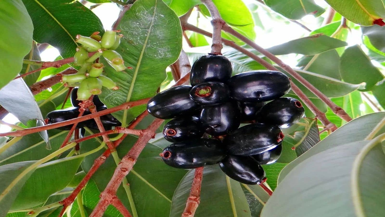 Jamun for Diabetes: जामुन और पत्तियां डायबिटीज का कर देंगी काम तमाम, फौरन ब्लड शुगर होगा डाउन