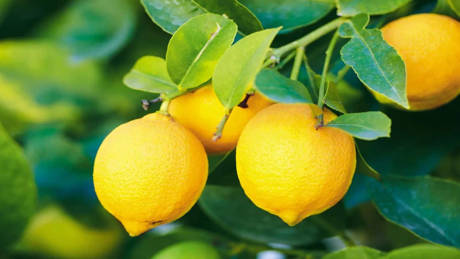 Lemon: गर्मियों में दबाकर नींबू का न करें सेवन, पड़ जाएगा उल्टा दांव, एसिडिटी और किडनी को है खतरा