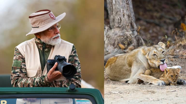 PM Modi Lion Safari: गिर के जंगलों में पीएम मोदी की रोमांचक सफारी, एशियाई शेरों संग बिताए खास पल देखें तस्वीरें