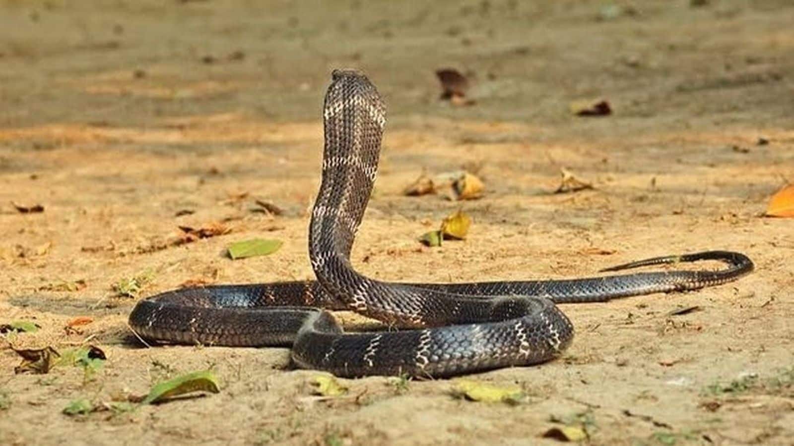 Snake Prevention Tips: घर में घुस आए सांप तो मारें नहीं, करें ये उपाय, फौरन भागेगा दूर