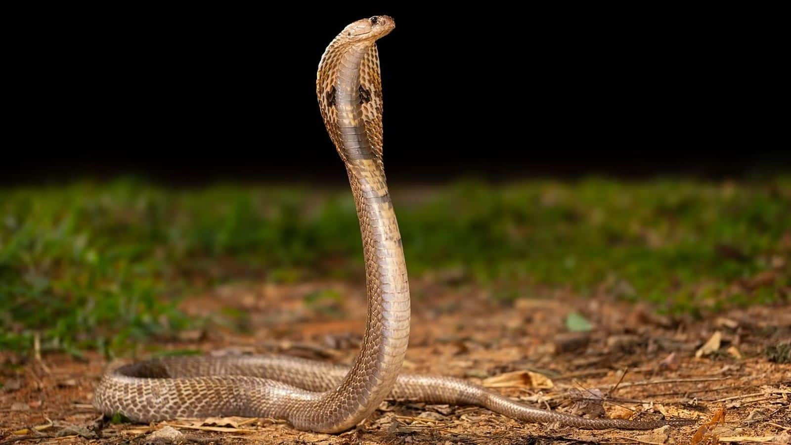 Snake: इन पौधों को देखते ही थर-थर कांपते हैं सांप, घर पर लगाएं, आदिवासियों ने बताया यह फंडा