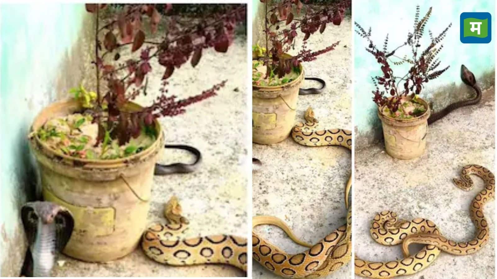 Snake Video: जहरीले सांप किंग कोबरा और रसैल वाइपर के बीच छिड़ गई जंग, देखिए किसने मारी बाजी