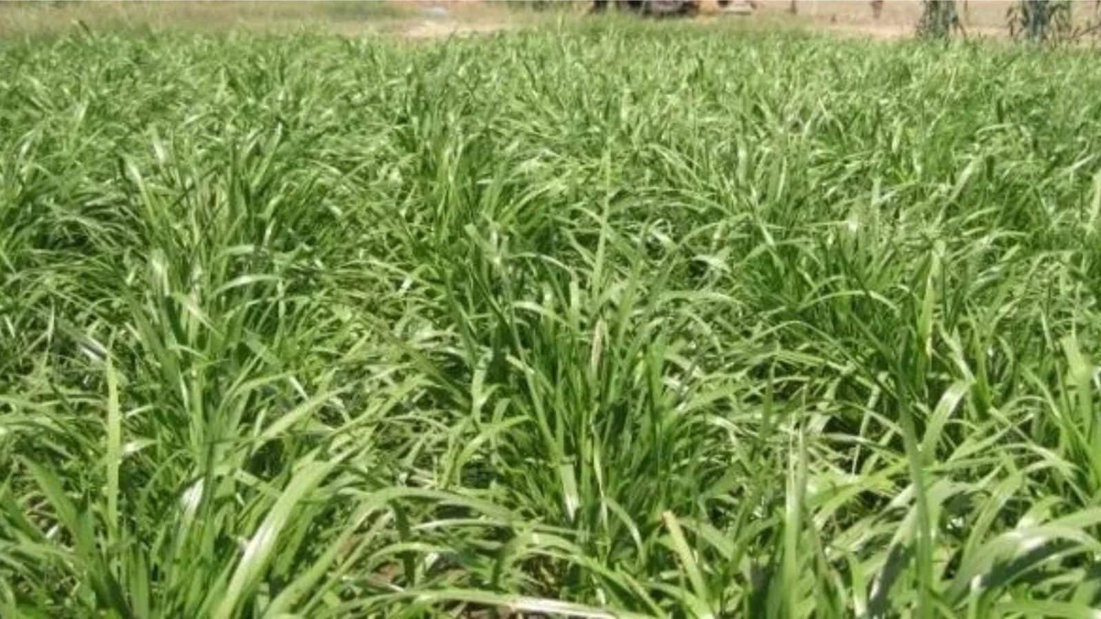 Barsim Grass: मवेशियों के लिए वरदान है ये घास, दूध उत्पादन और सेहत दोनों को बनाए बेहतर