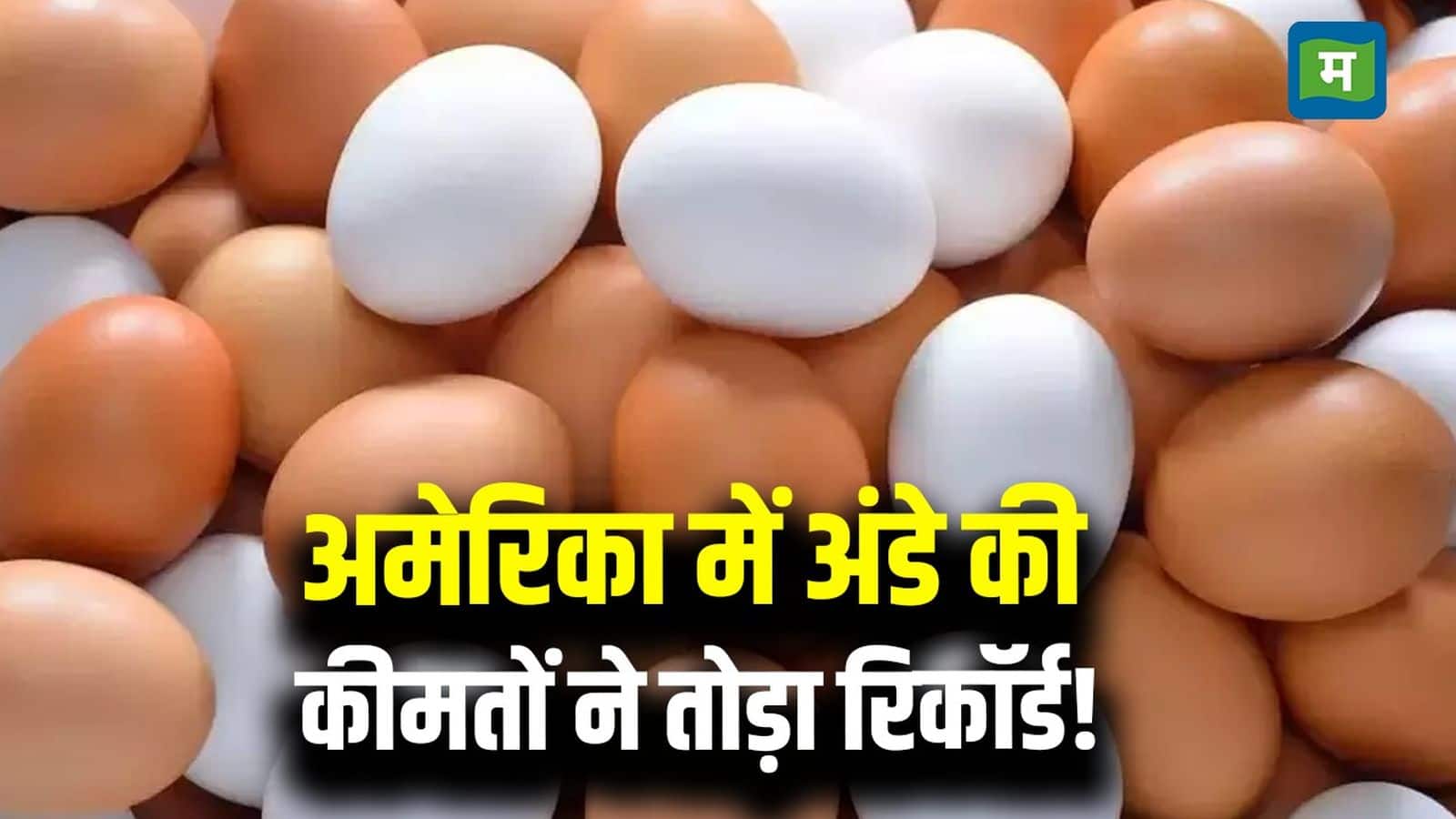 USA Egg Price Hike: अमेरिका में अंडों की कीमतों में लगी आग, लोग किराए पर ले रहे मुर्गियां, एलॉन मस्क भी मैदान में कूदे