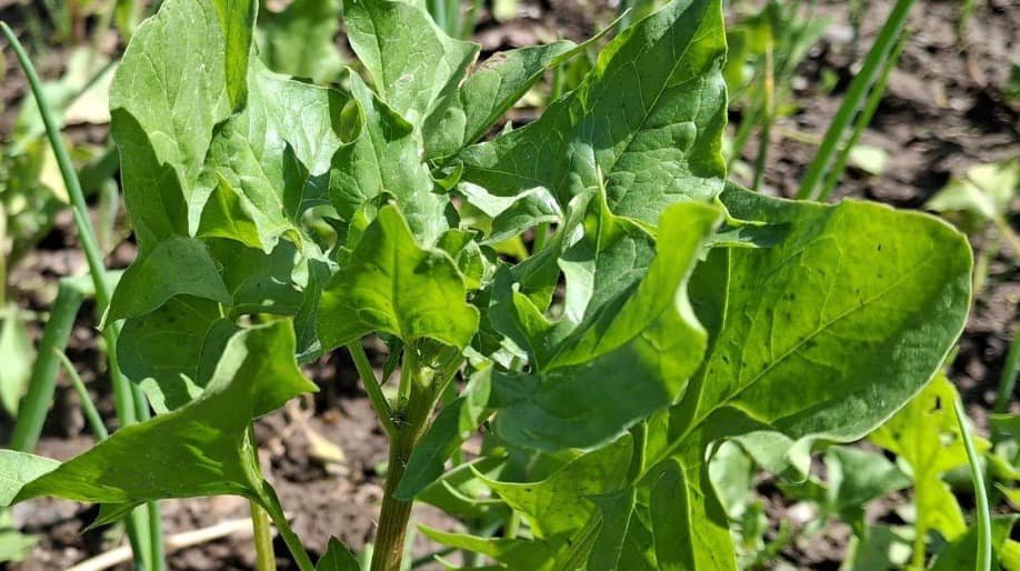 Protect Spinach Crop: मार्च की गर्मी में पालक की फसल को कीटों से बचाएं, ये घरेलू उपाय देंगे बेहतरीन नतीजे