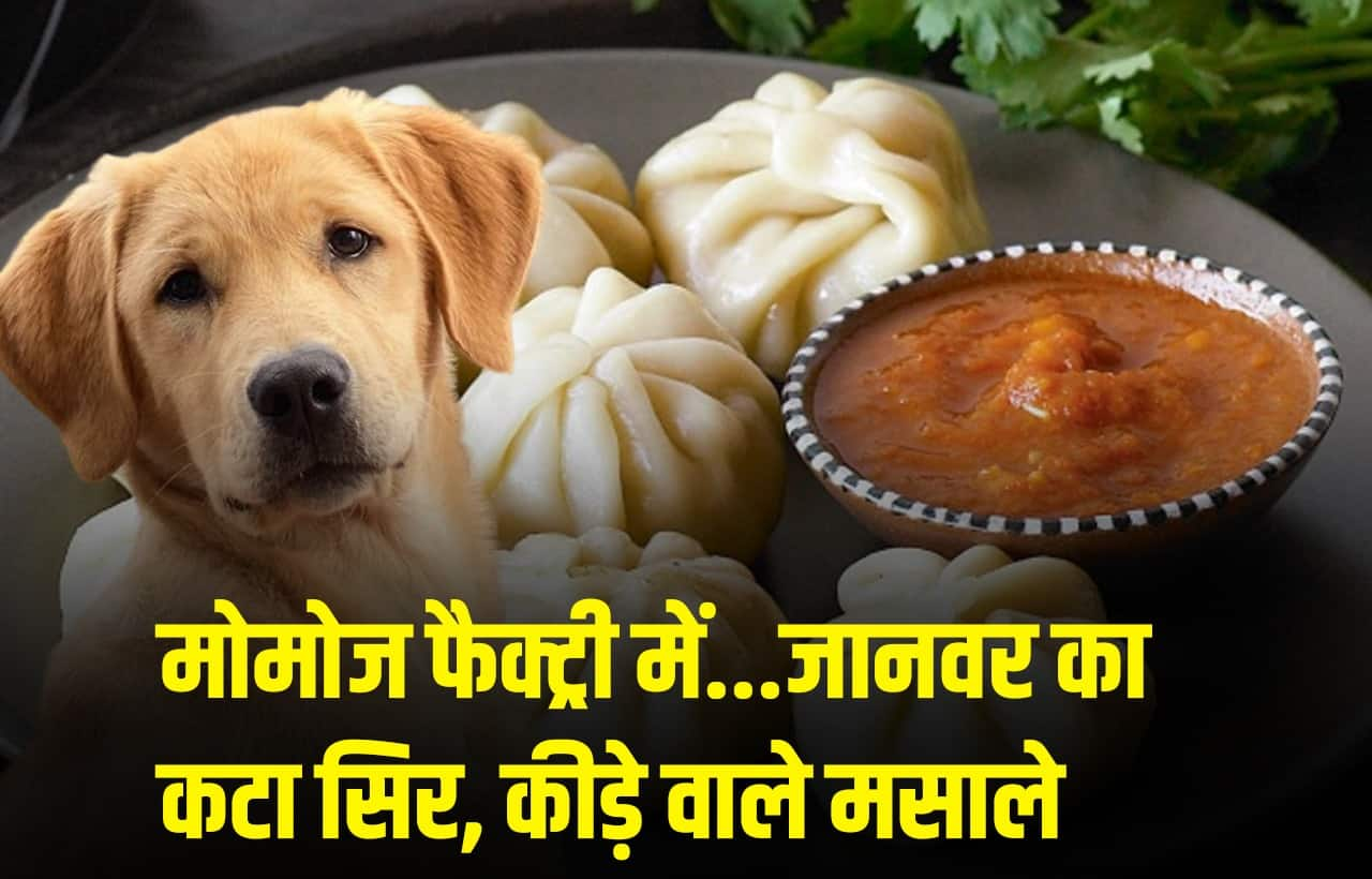 Momos फैक्ट्री में कुत्ते का कटा सिर, कीड़े वाले मसाले और...रेड पर मिली ऐसी चीजें कि चौंक गए सभी