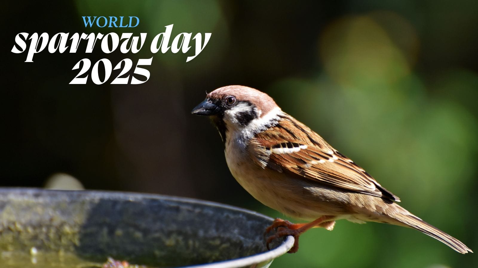 World Sparrow Day 2025: घर-आंगन से गायब होती गौरैया, जानें वजह, थीम और इसे बचाने के आसान तरीके