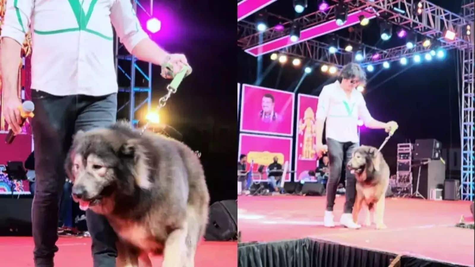 ₹50 crore Dog: 50 करोड़ का कुत्ता खरीदने वाले के घर पहुंची ED, हुआ चौंकाने वाला खुलासा