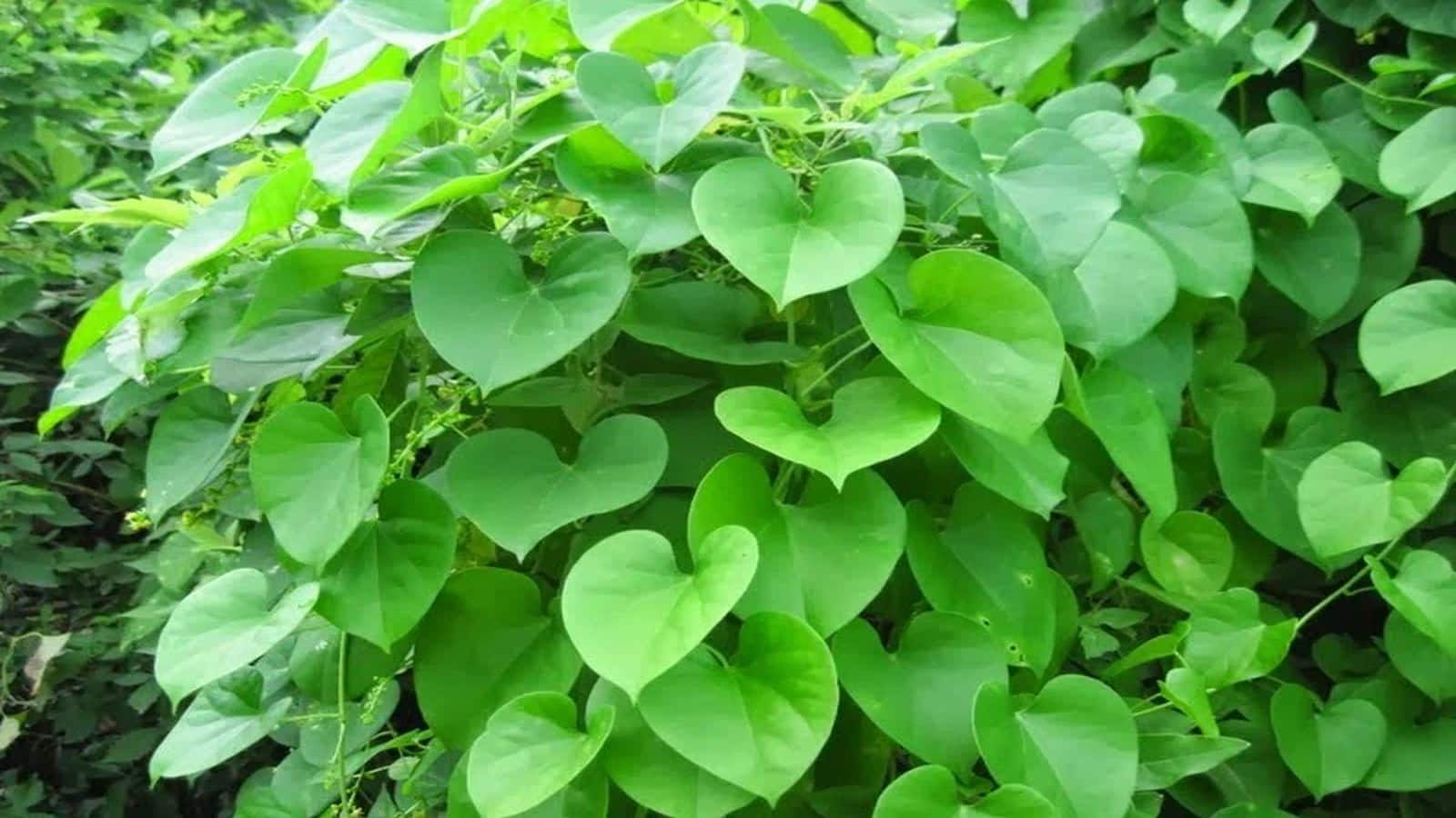Diabetes का काल है गिलोय का जूस, फौरन कम होगा Blood Sugar लेवल, जानिए कैसे करें सेवन