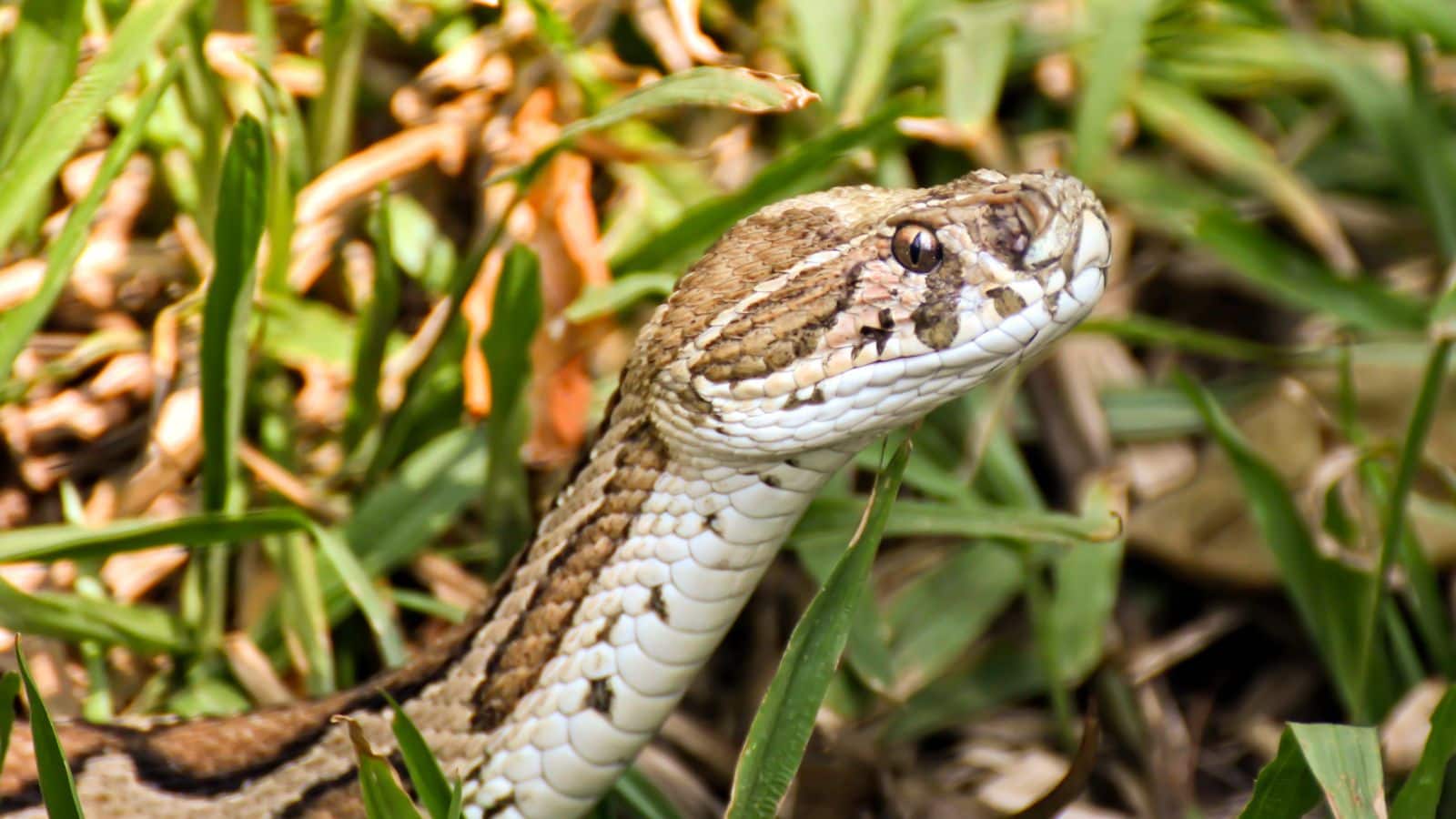 Russell Viper: ये सांप नहीं, चलती-फिरती मौत है, जानिए कैसे रसेल वाइपर बन गया है ग्रामीण इलाकों का खौफ