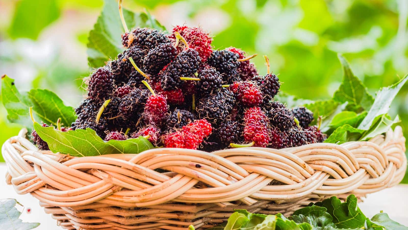 Mulberry: सेहत का खजाना है शहतूत, इन 8 बीमारियों को करता है जड़ से खत्म