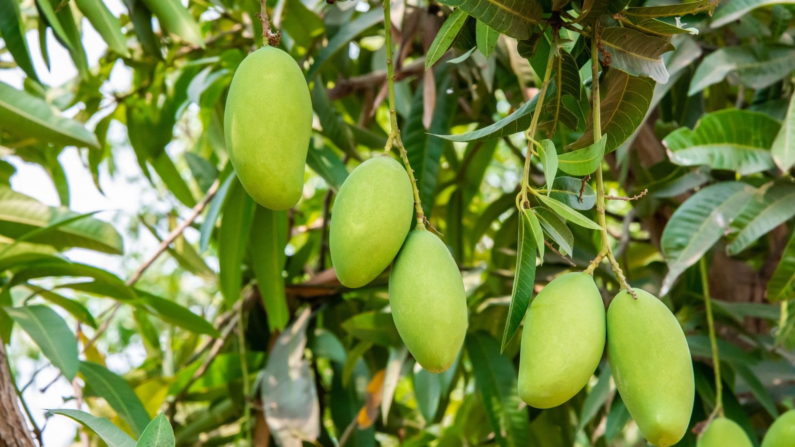 Mango Tree: बिना खेत-खलिहान, अब घर में भी उगा सकते हैं आम का पेड़, जानें आसान तरीका - how to grow a mango tree in a pot at home easily know simple
