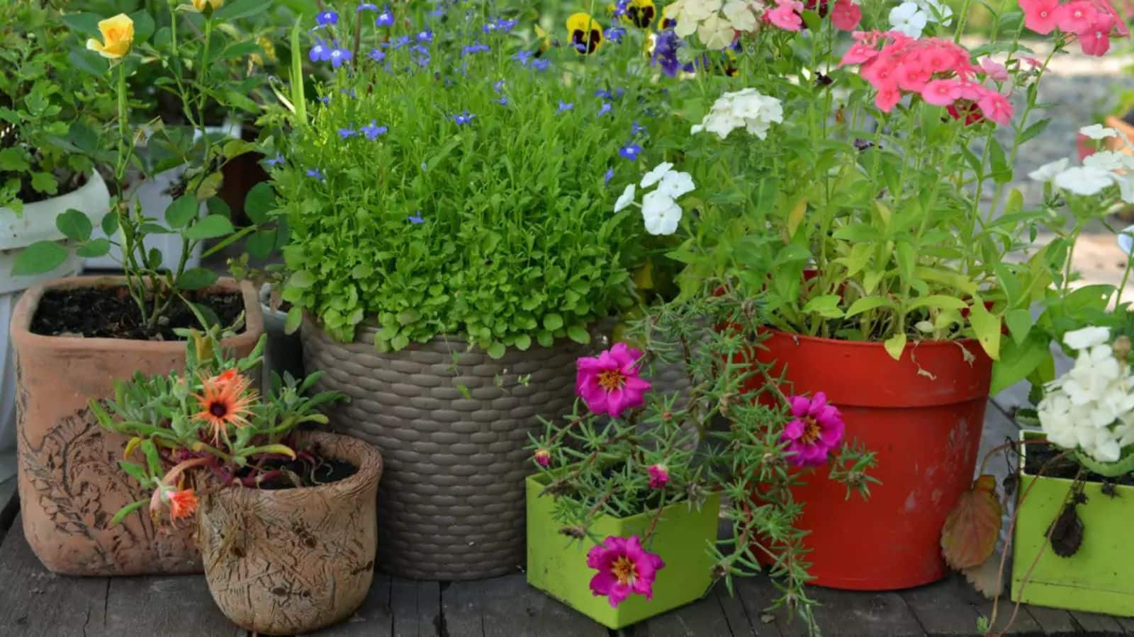 Gardening Tips: गमले की शोभा या मिट्टी की गहराई – पौधों को किसमें मिलेगा असली पोषण?