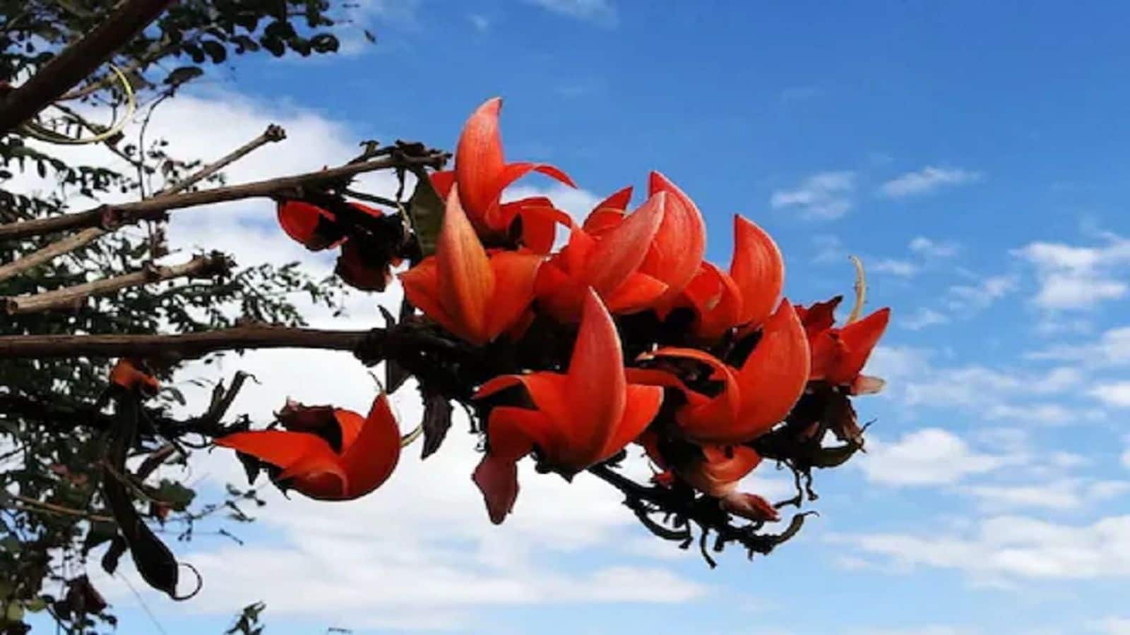 Palash Flower: पलाश का फूल है पूरा मेडिकल स्टोर, लू समेत कई बीमारियां रहेंगी दूर