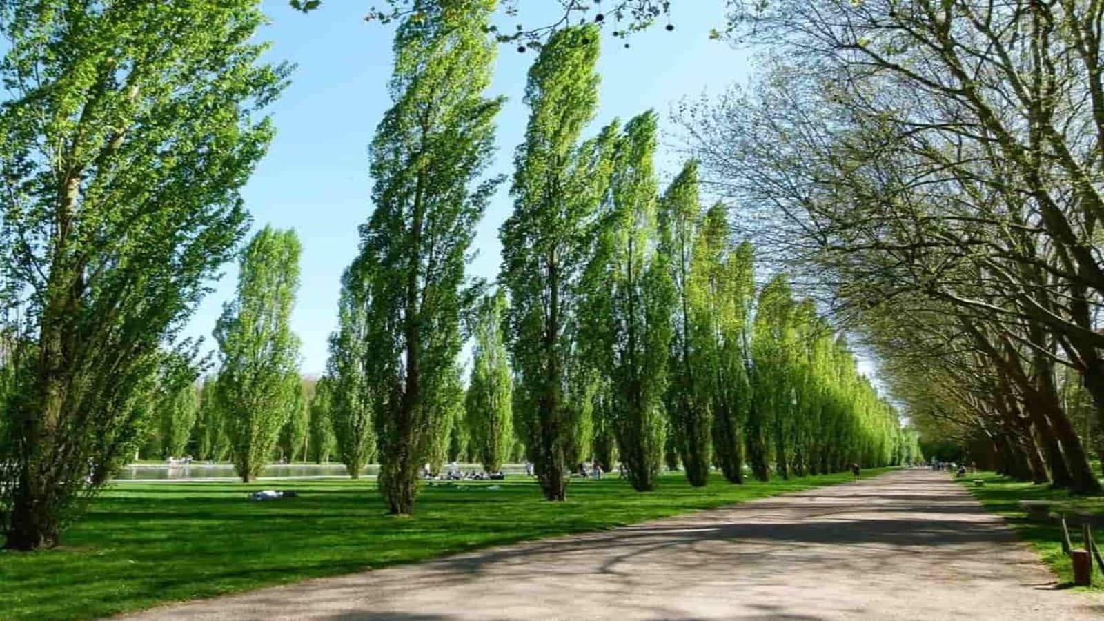 Enterprise Thought: इस पेड़ की दुनिया भर में है डिमांड, भर जाएगी पैसों की झोली, यहां के किसान हो गए मालामाल