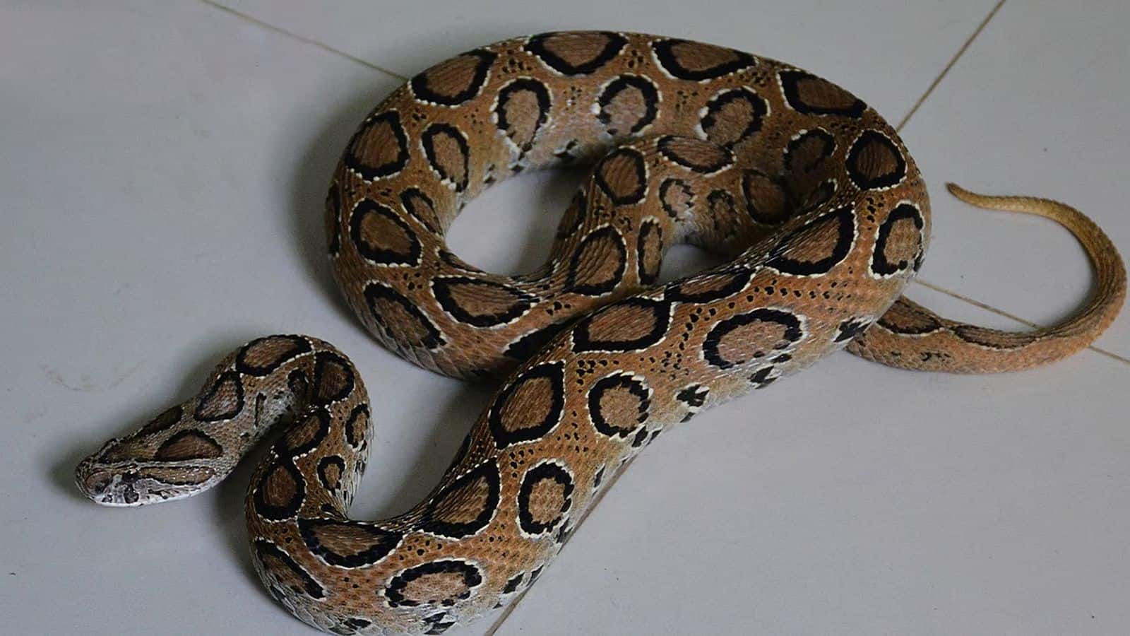 Snake Venom: यह सांप गर्मी, बारिश और ठंड में अलग-अलग तरह का फेंकता है जहर, देखते ही हो जाएं सावधान