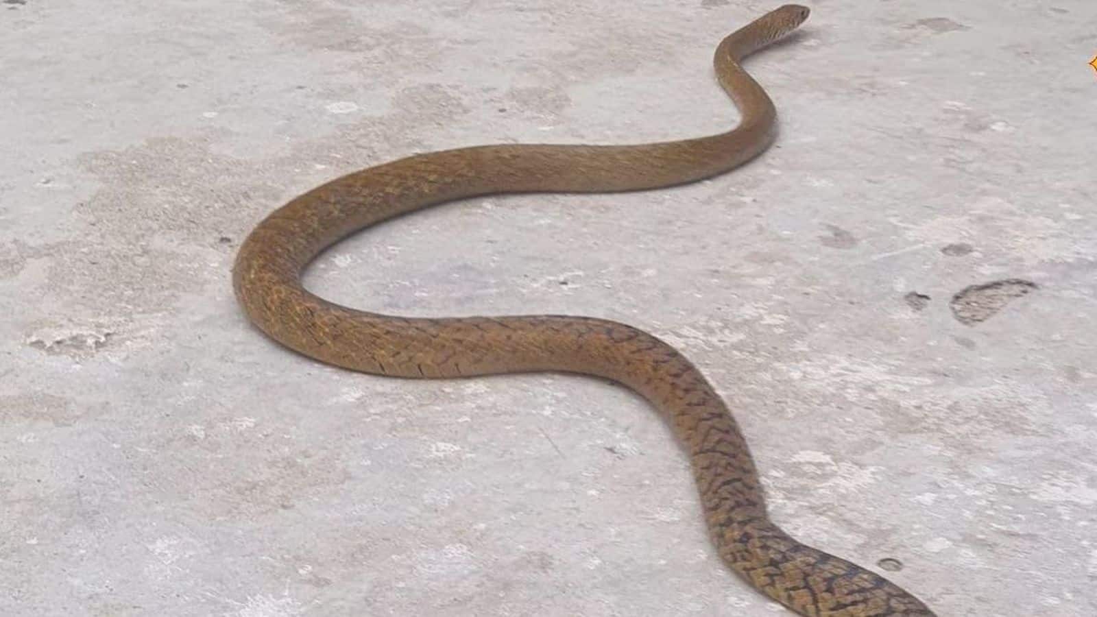 Snake Prevention Tips: घर पर करें ये उपाय, सांप की एंट्री पर लग जाएगा बैन, एक्सपर्ट से जानें रामबाण इलाज
