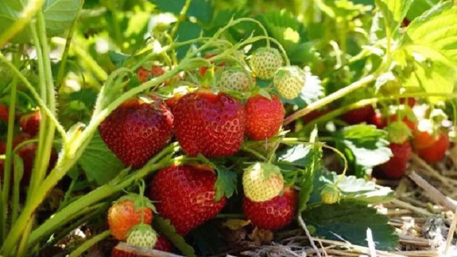 Business Idea: Strawberry की खेती से लाखों का मुनाफा, फटाफट ऐसे करें शुरू