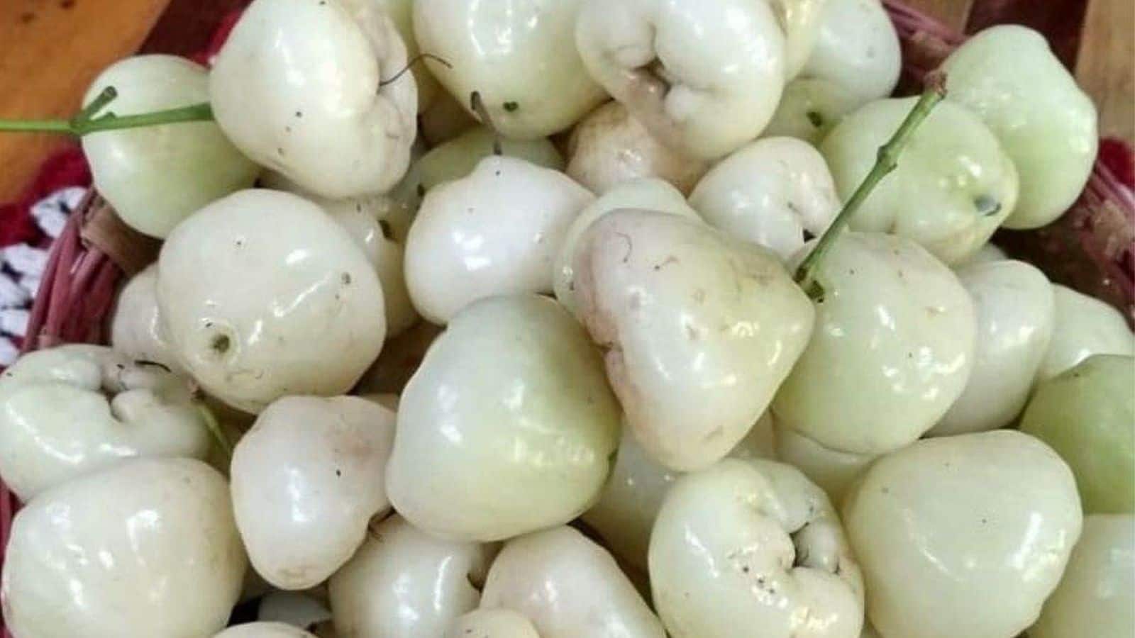 Diabetes: सफेद जामुन से Blood Sugar करें कंट्रोल, मिलेंगे ढेरों फायदे, नहीं खानी पड़ेंगी दवाएं