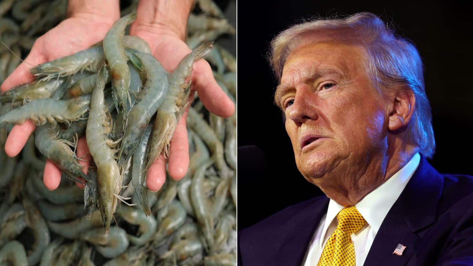 Shrimp Shares: Damaged tariff havoc on shrimp corporations, 17% fell, on account of this, there was a race to promote shares