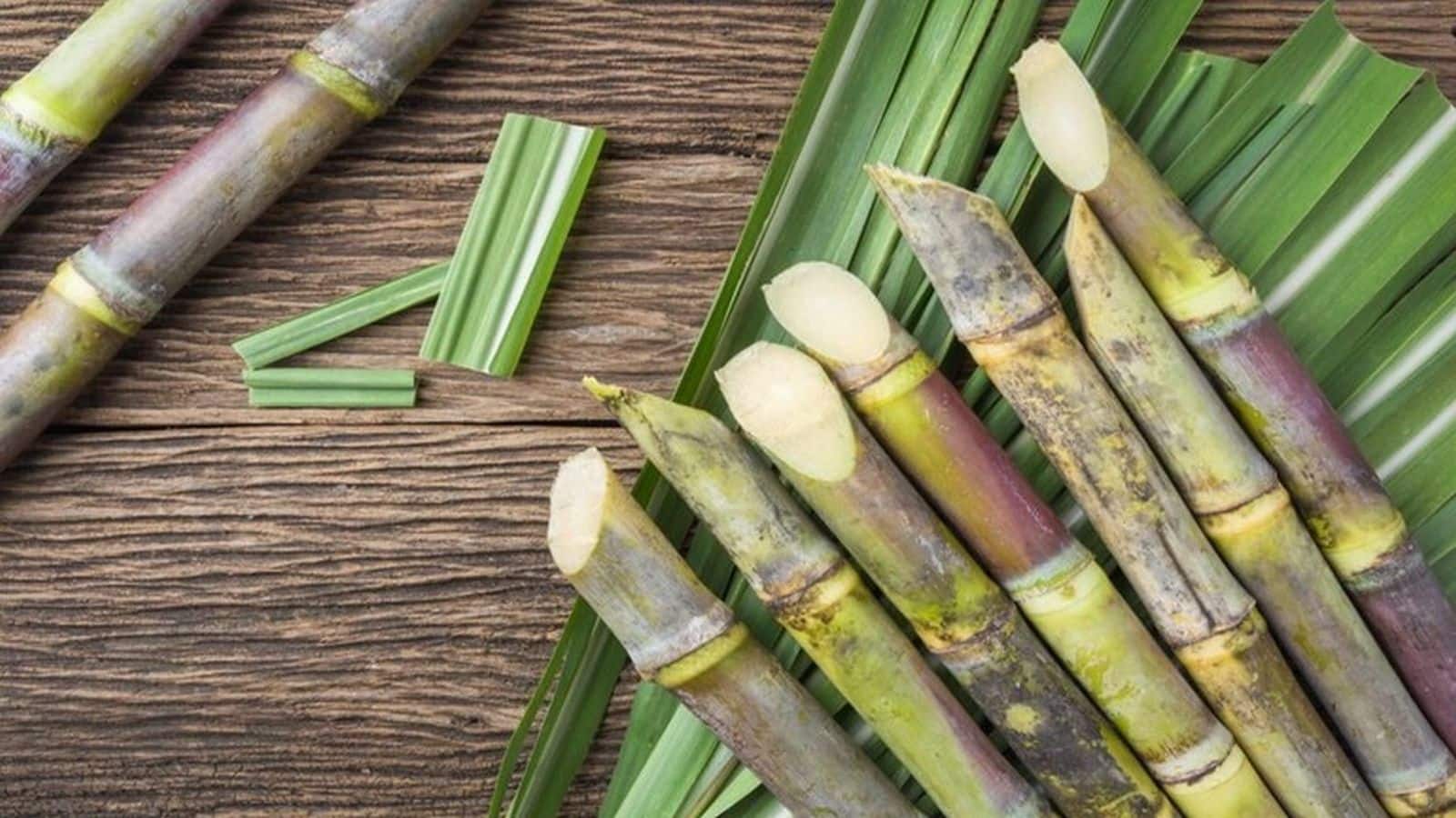 Determination to extend sugarcane’s FRP in CCEA assembly, Shillong -Sildhar Excessive Pace ​​Hall Freeway additionally will get approval – sources
