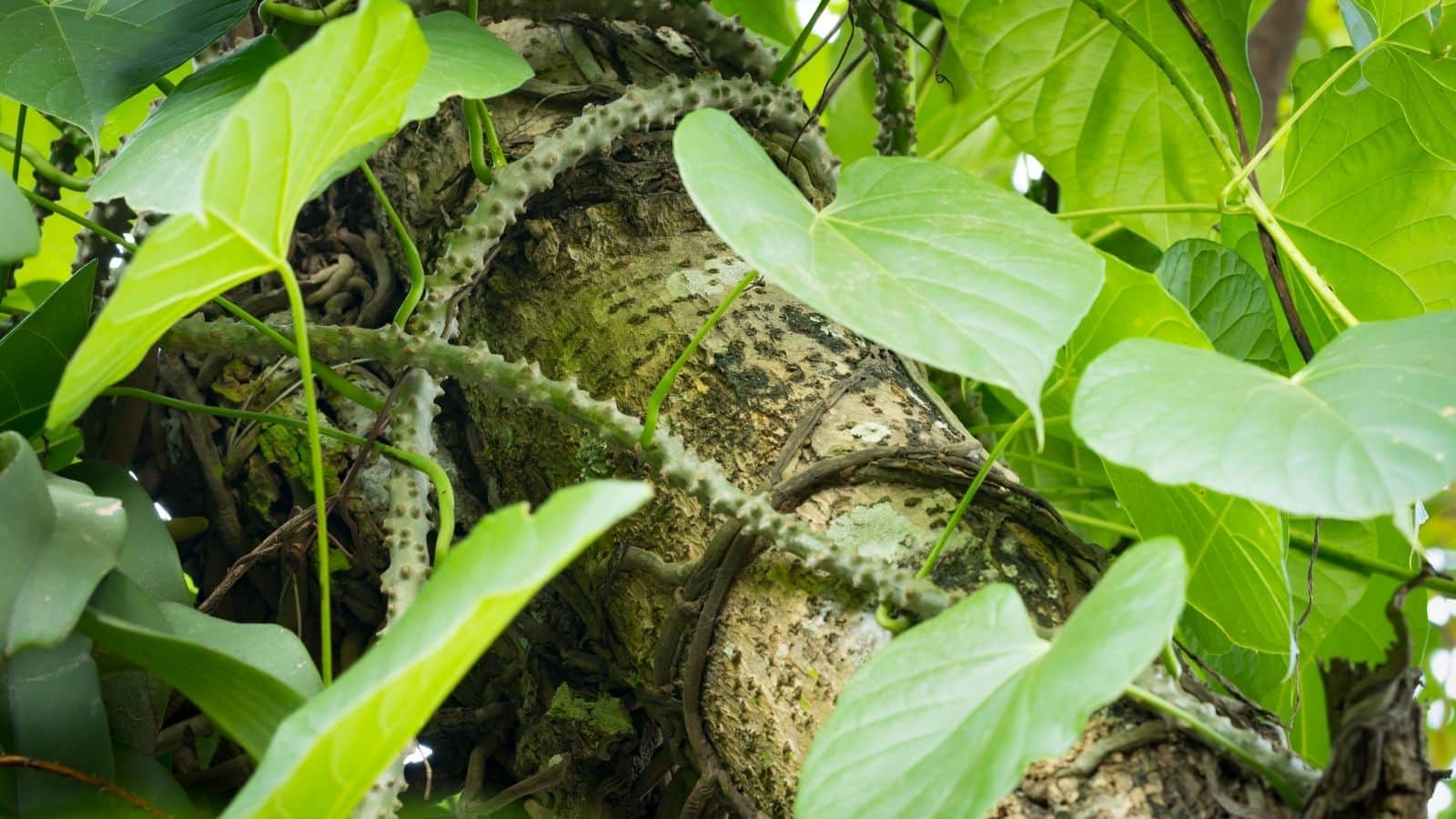 Giloy Benefits: सेहत के लिए अमृत है गिलोय, जानिए कब और कैसे करें सेवन