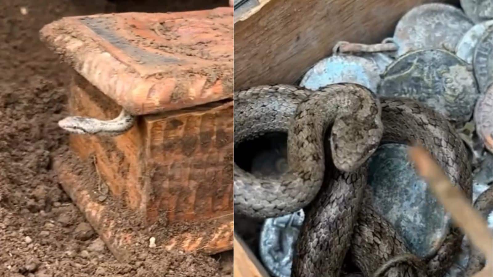 Viral Video: खजाने की रखवाली करता मिला जहरीला सांप, वीडियो देख उड़ गए लोगों के होश