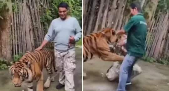 VIDEO : थाईलैंड में बाघ को टहला रहे इंडियन टूरिस्ट अचानक हुआ हमला, वीडियो देख सहम गए लोग