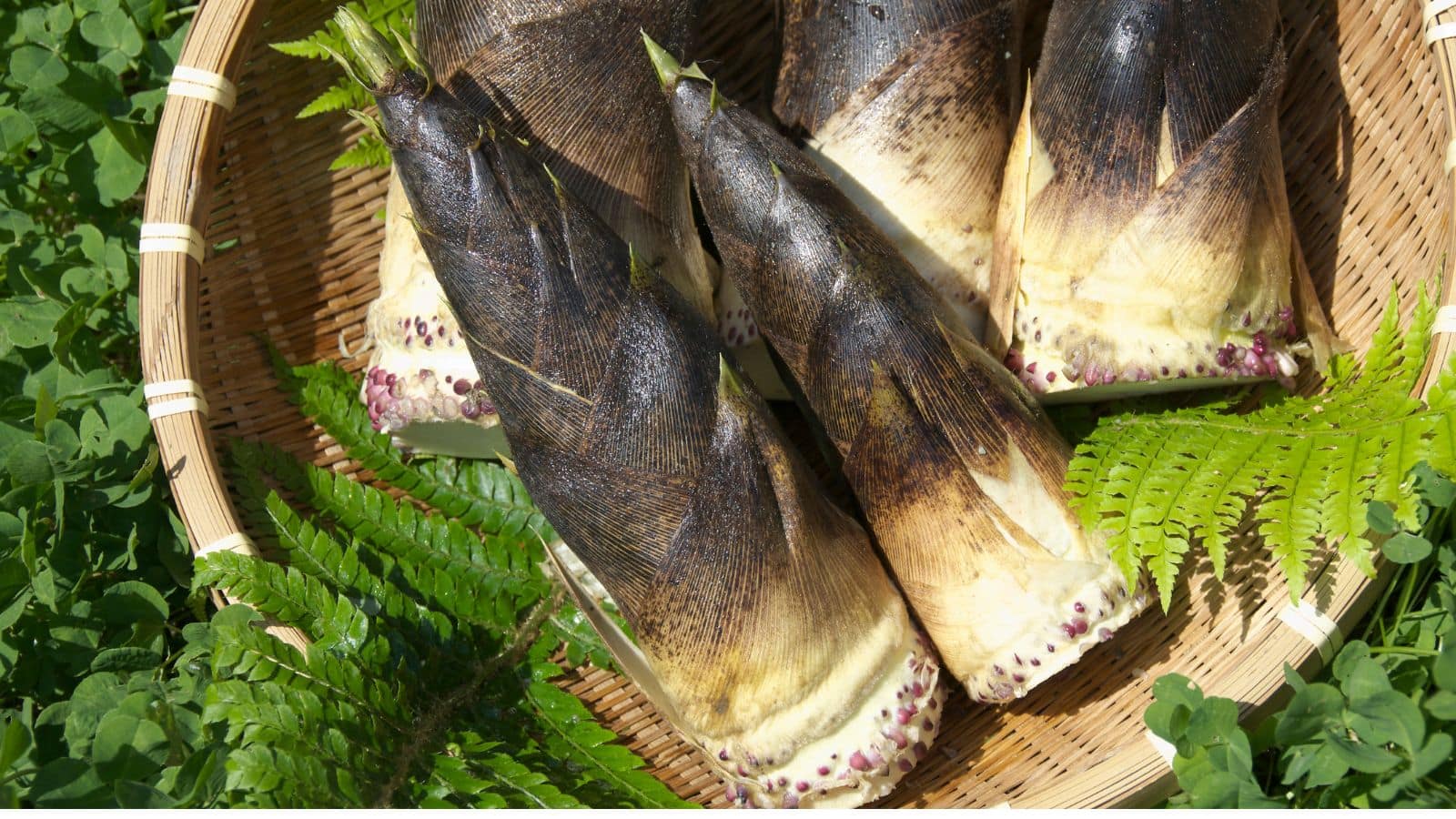 Bamboo Shoots: सेहत के लिए वरदान है बांस, जानिए कैसे करें इसे डाइट में शामिल