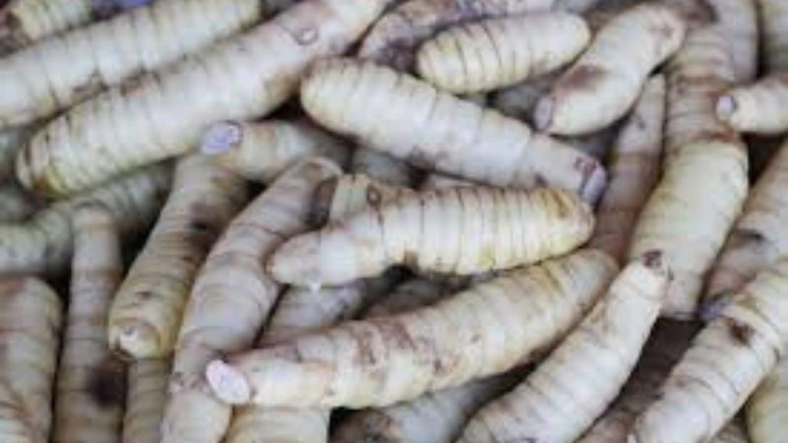 Tikhur Benefits: शरीर की बीमारियों को जड़ से खत्म करता है तिखुर, जानें इसके चमत्कारी फायदे