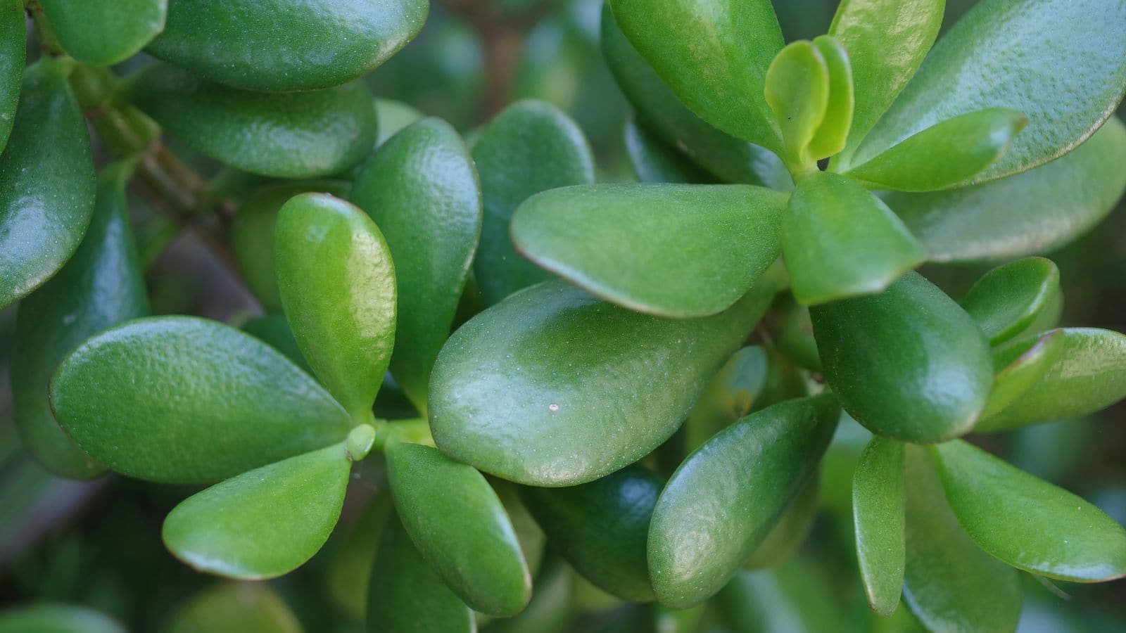 Jade Plant: सिर्फ दिखने में सुंदर नहीं, ये छोटा पौधा देगा सेहत को बड़ा फायदा, जानिए कैसे