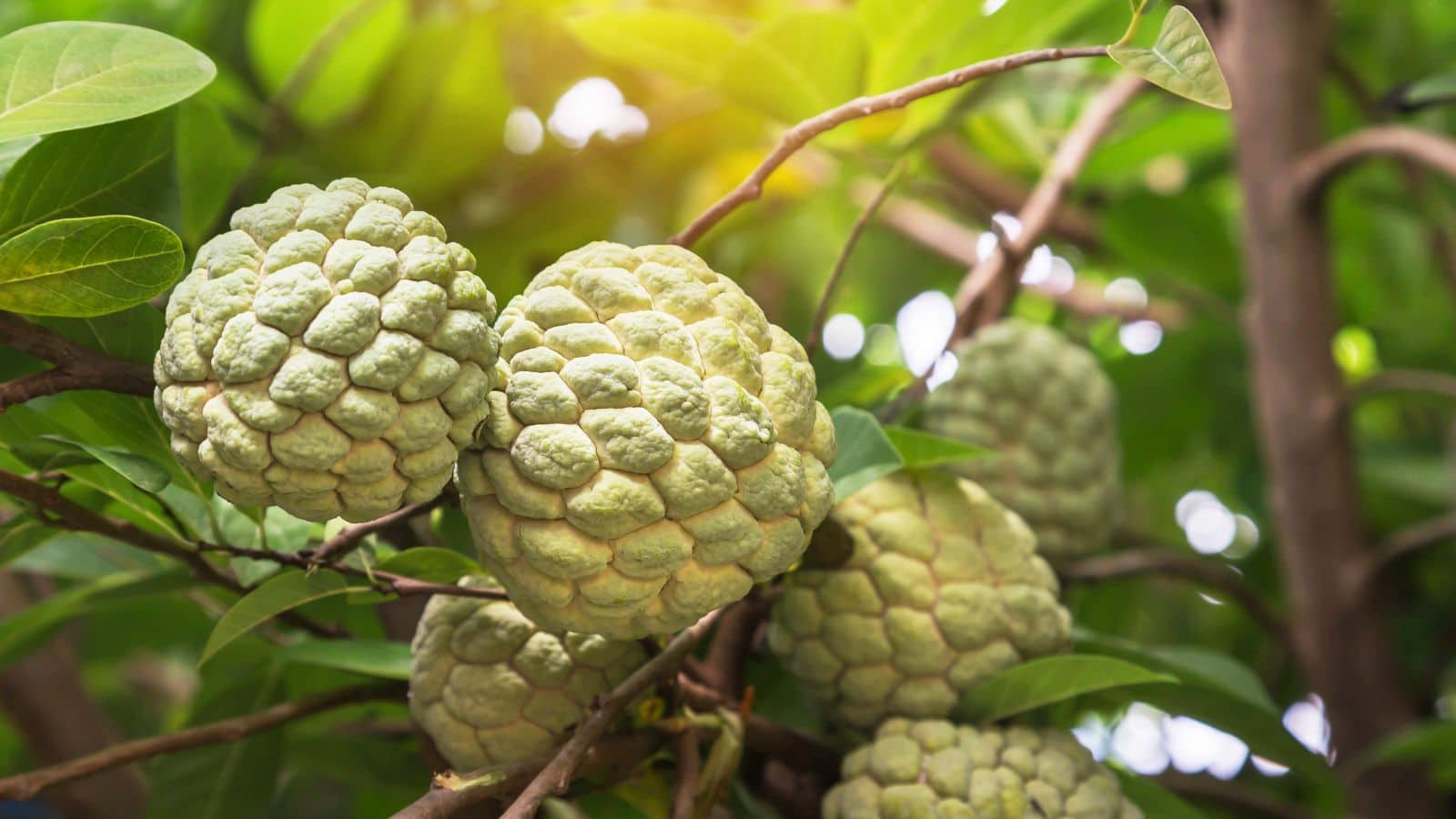Custard Apple: शरीफा खाने के 5 बड़े फायदे, डायबिटीज के लिए है वरदान, सेहत के लिए साबित होगा रामबाण