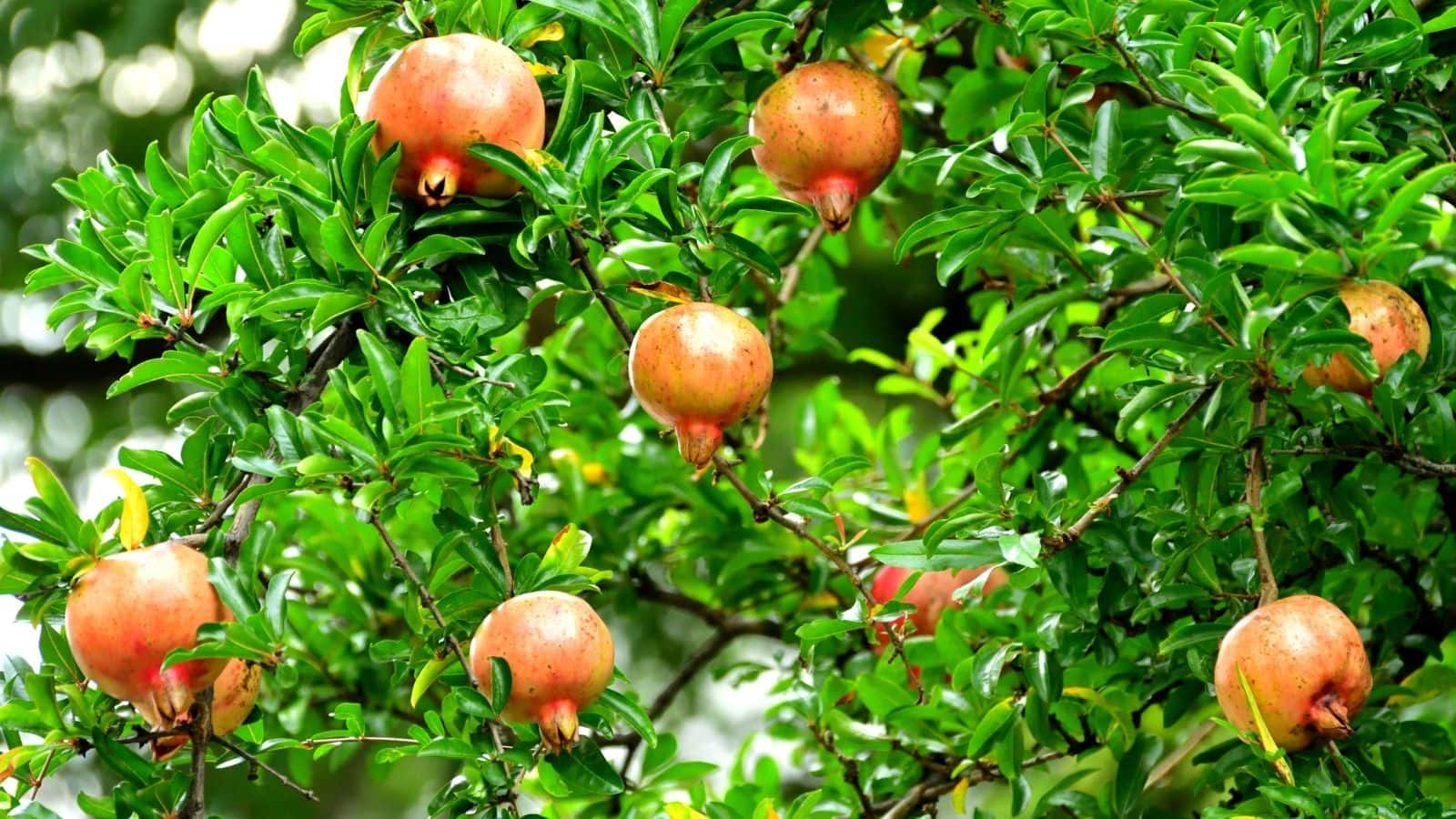 Pomegranate: अनार का हर हिस्सा है सेहत के लिए संजीवनी, 11 बीमारियों में करता है असरदार इलाज