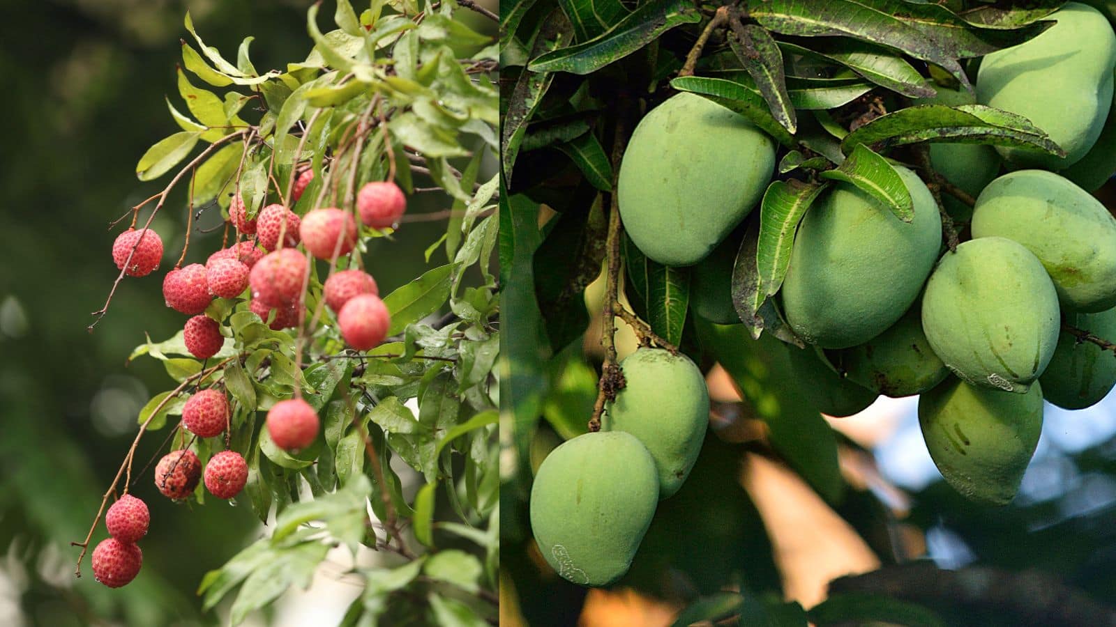 Agriculture tips: 50 रुपये में कीटों से छुटकारा, जानिए आम-लीची की फसल बचाने का देसी तरीका Agriculture tips: 50 रुपये में कीटों से छुटकारा, जानिए आम-लीची की फसल बचाने का देसी तरीका