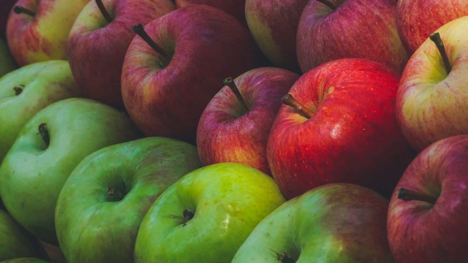 Red Vs Green Apple: सेहत के लिए कौन सा सेब है बेस्ट, लाल या हरा? जानिए एक्सपर्ट की राय