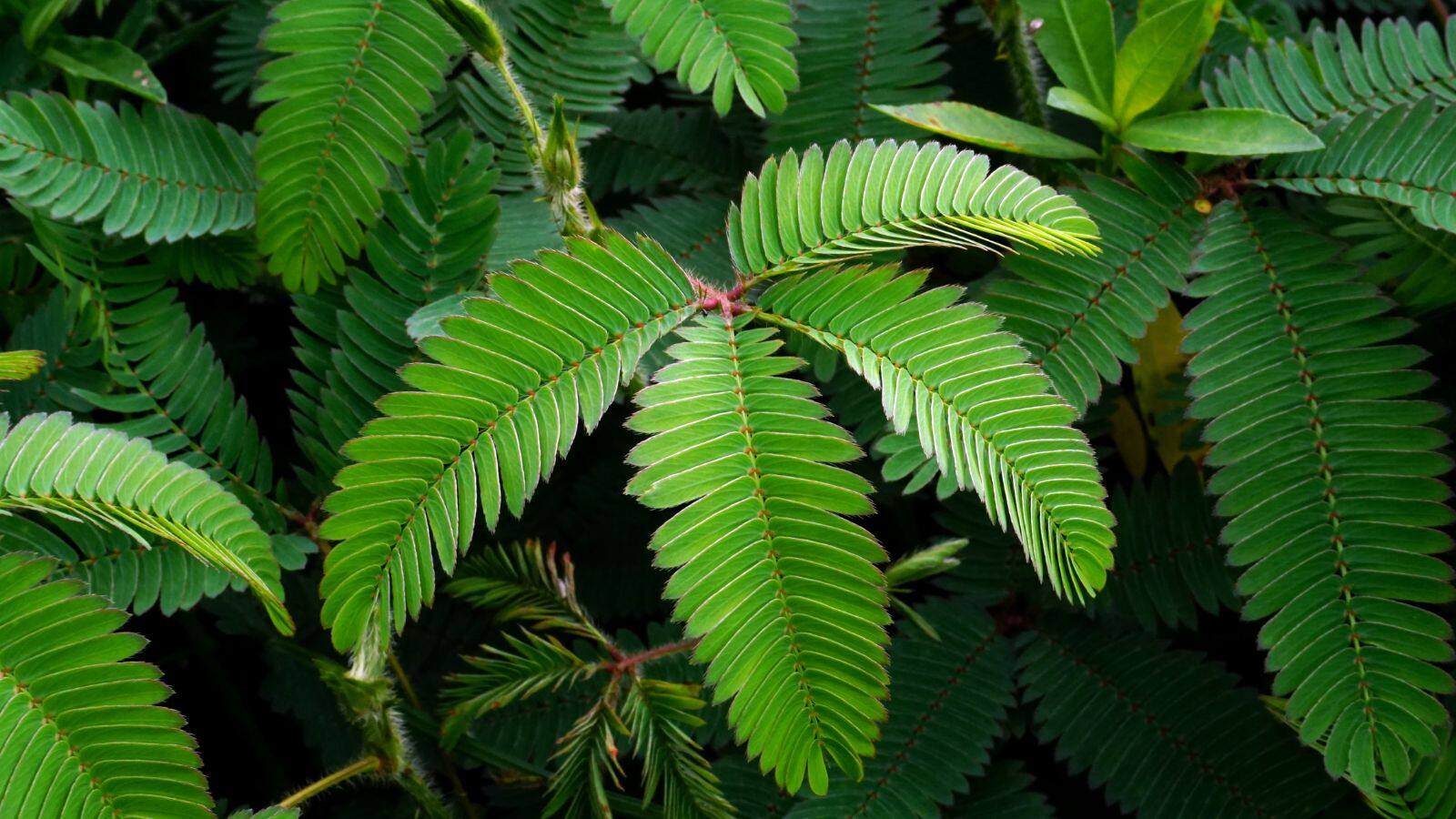 Mimosa leaves benefits: सेहत के लिए वरदान है लाजवंती, जानिए इसके अनगिनत फायदे Mimosa leaves benefits: सेहत के लिए वरदान है लाजवंती, जानिए इसके अनगिनत फायदे