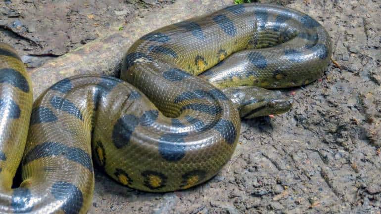 Anaconda