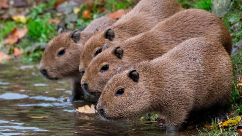 Capybara