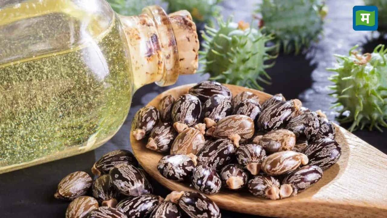 मेहसाणा मंडी में कैस्टर किसानों की लगी लॉटरी, अजवाइन के भी भाव बढ़े