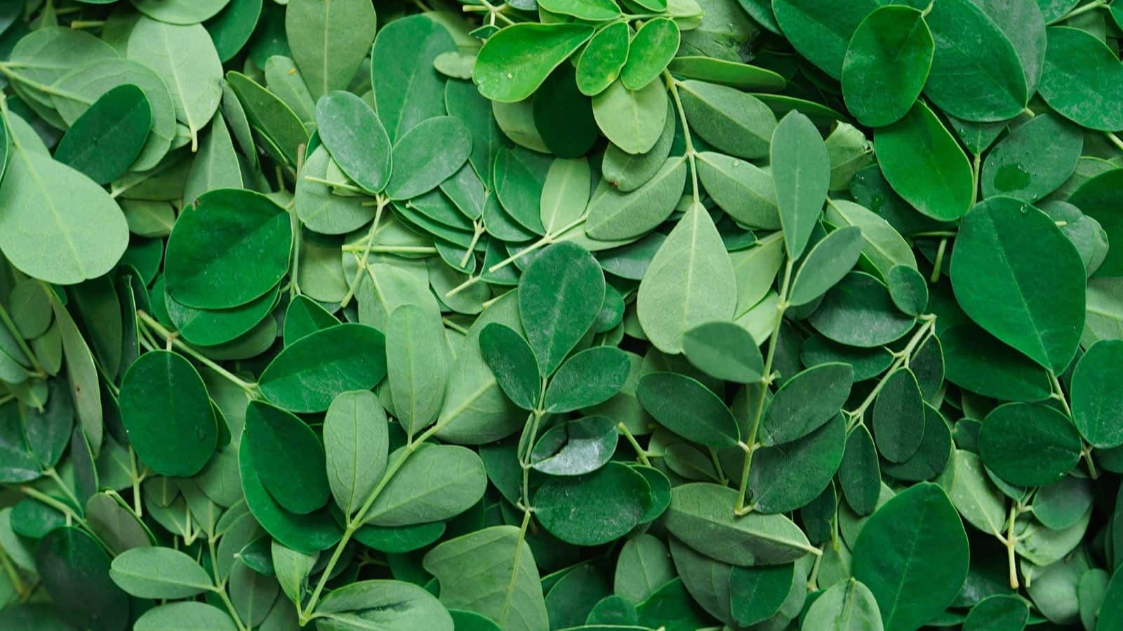 Drumstick leaves: कब्ज और एसिडिटी का रामबाण इलाज हैं ये पत्तियां, आंखों के लिए भी वरदान!