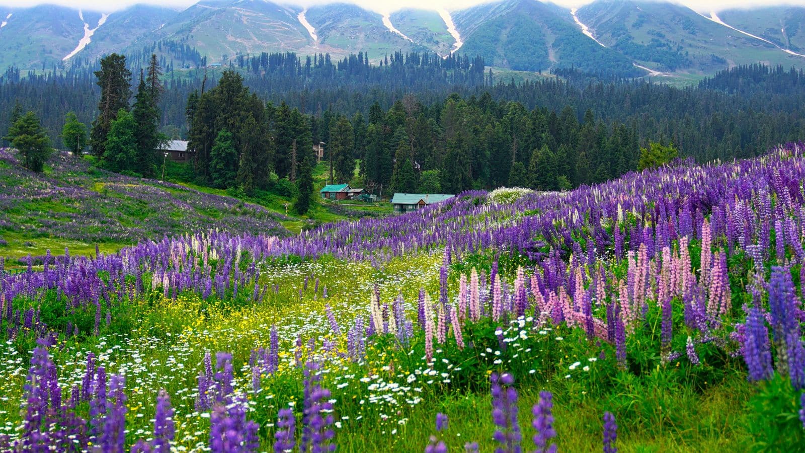 Valley Of Flowers: पर्यटकों के लिए खुली उत्तराखंड की फूलों की घाटी, आज ही बनाएं यहां घूमने का प्लान Valley Of Flowers: पर्यटकों के लिए खुली उत्तराखंड की फूलों की घाटी, आज ही बनाएं यहां घूमने का प्लान